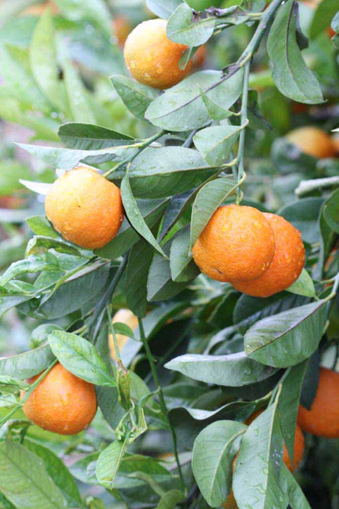            Fruit (Sniff, Riverside, CA)   